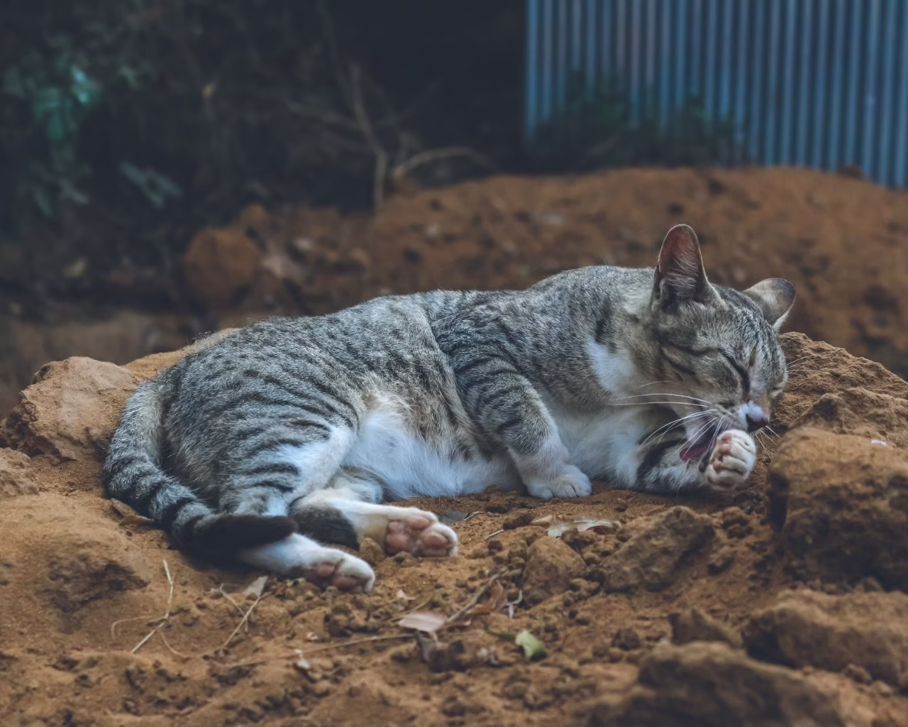 Unveiling the Odor‑Lock Technology Behind Odor Lock Cat Litter