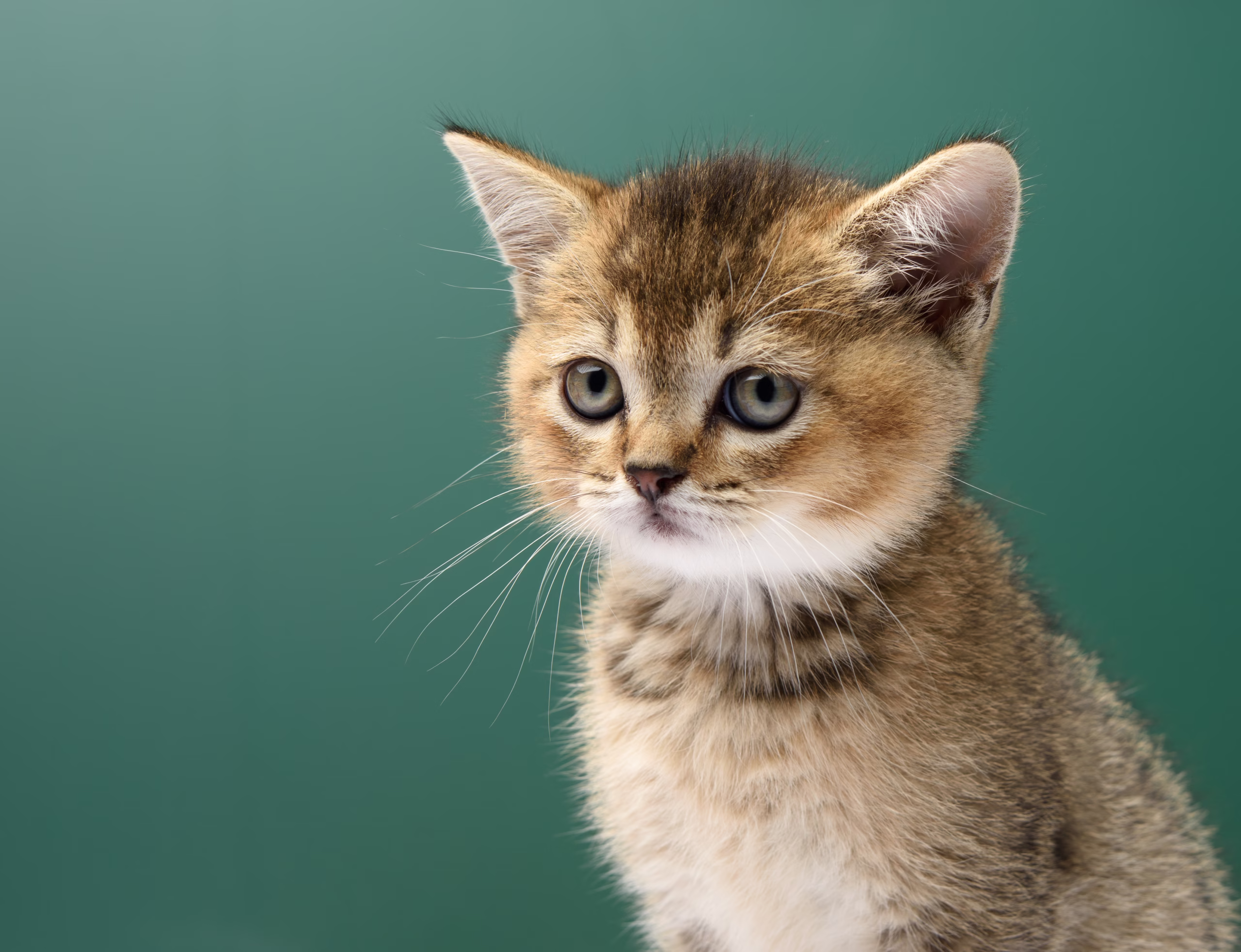 Ultimate Guide to Clumping Cat Litter: Top 9 Bentonite Options for Indonesian Cat Owners